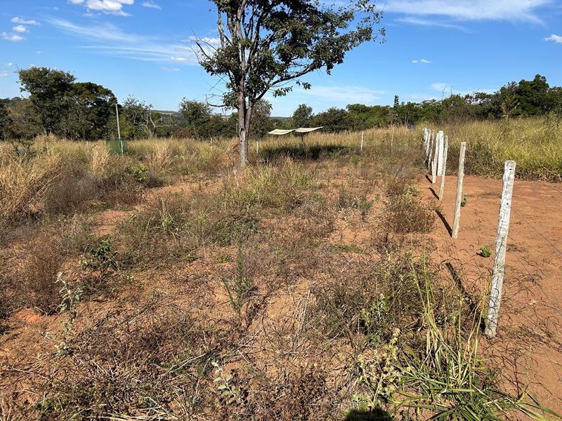 Chácara para Venda em Bonfinpolis (RNS 230), Goiás